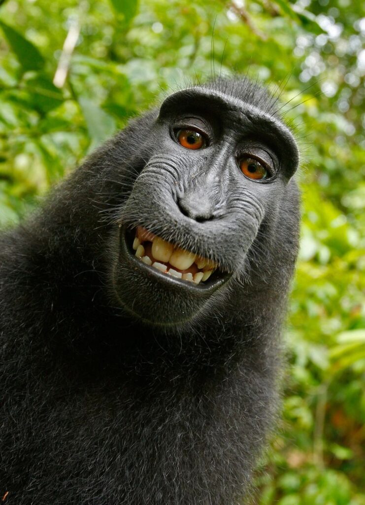 The "Monkey Selfie" - a selfie taken by a Celebes Crested Macaque.