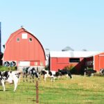 A farm including real cows and robot cows... showing how bots are around us and being a pun to "bot farms"